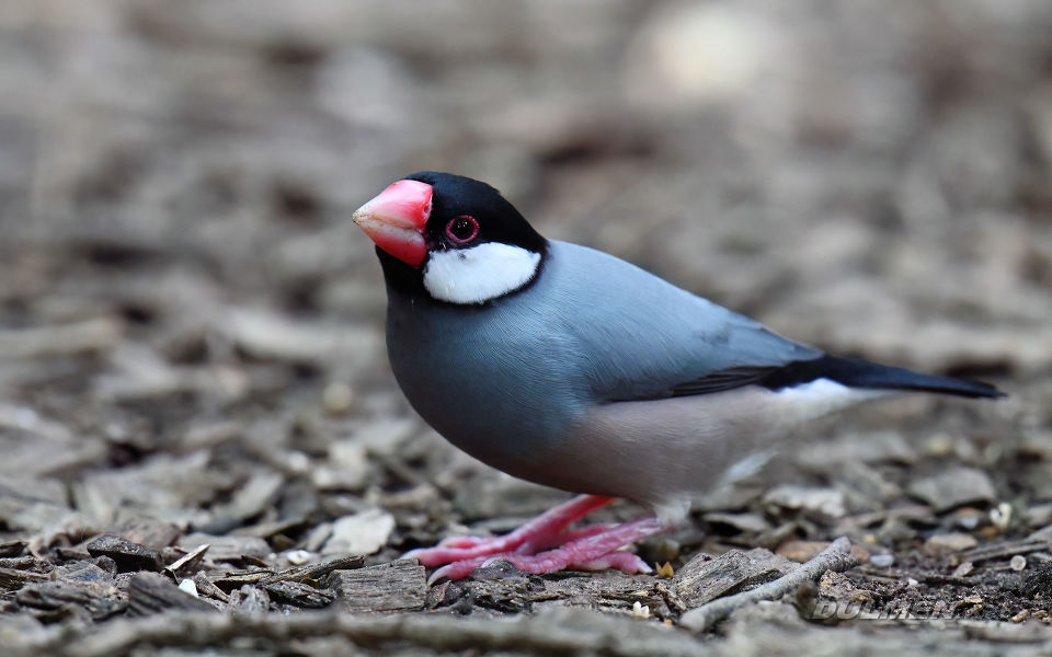 Java rice sparrow (Padda oryzivora)